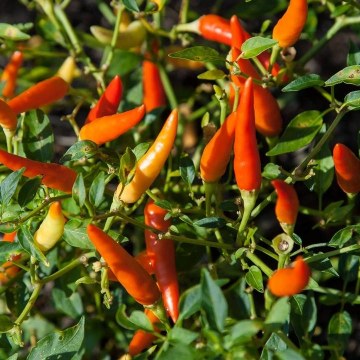 Chilli Guide 