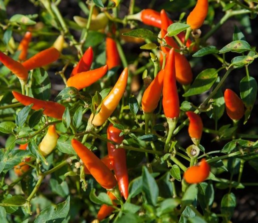 Chilli Guide 