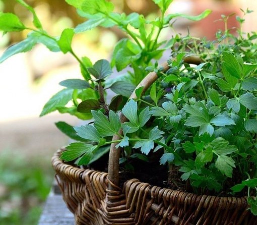 Herbs and Spices In Vietnamese Cooking