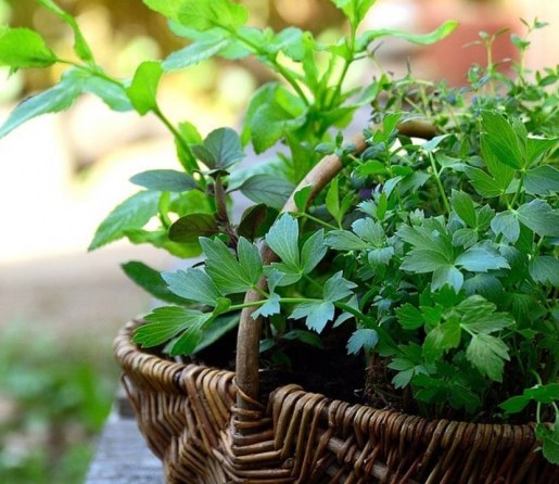 How To Keep Your Herbs Fresh