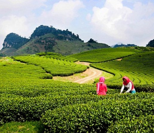 Why Green Tea Is Good For You?