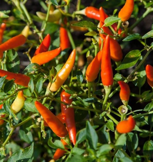A Hot Guide to Chillies in Australia: Types, Heat & Handling Tips
