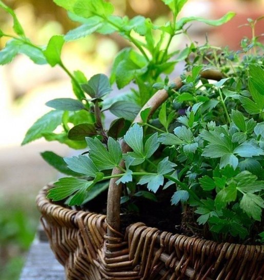 Herbs and Spices In Vietnamese Cooking