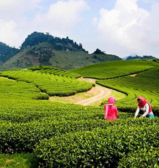 Why Green Tea Is Good For You?